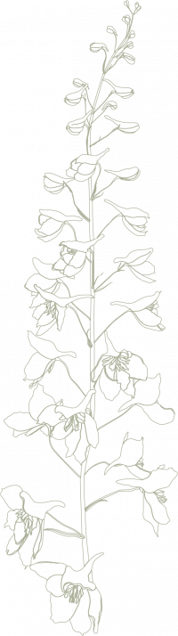 Meridian at Wylie Line drawing of a tall flower stem with several open blossoms and buds, depicted in a minimalist style.