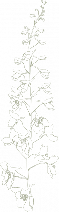 Meridian at Wylie Line drawing of a tall flower stem with several open blossoms and buds, depicted in a minimalist style.